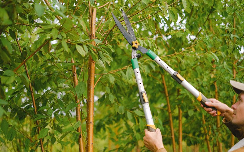 Tree trimming in Richmond, KY